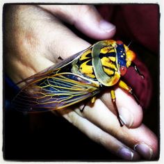 a close up of a person's hand holding a yellow and black insect in it's palm