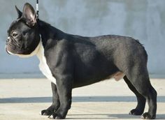 a small black and white dog standing next to a cement wall with a leash on it's neck