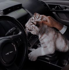 a cat sitting in the driver's seat of a car while being petted