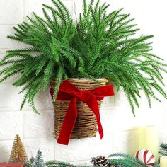 a potted plant with a red bow hanging from it's side on a wall