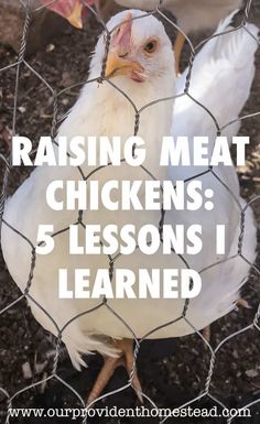 a chicken standing behind a fence with the words raising meat chickens 5 lessons i learned