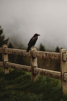 a black bird sitting on top of a wooden fence