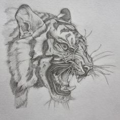 a pencil drawing of a tiger with its mouth open