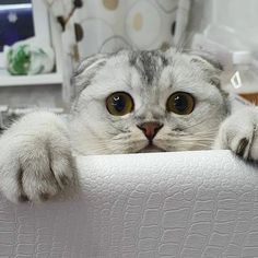 a grey and white cat laying on top of a bed with it's paws hanging over the edge