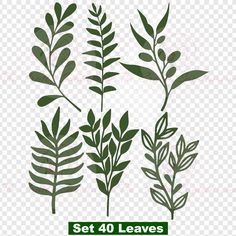 set of leaves on transparent background