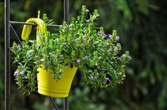 a yellow potted plant with purple flowers hanging from it's side on a metal stand