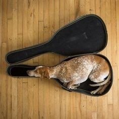 a dog laying in a guitar case on the floor