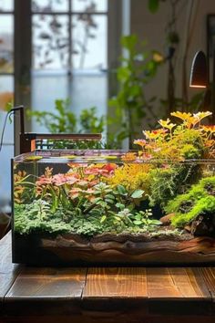 an aquarium filled with plants on top of a wooden table