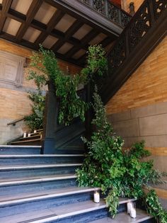 some plants are growing on the stairs