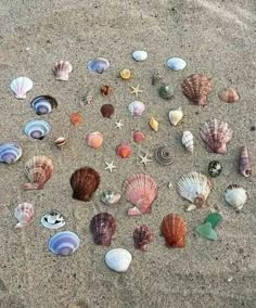 several seashells and starfish on the sand