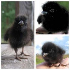 four different pictures of a small black bird