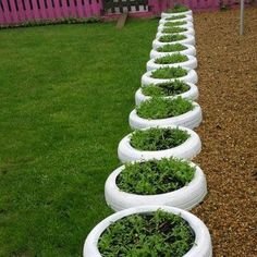 a row of white tires with plants growing in them