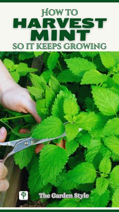 a person cutting leaves with scissors in front of green plants and the words how to harvest mint so it keeps growing