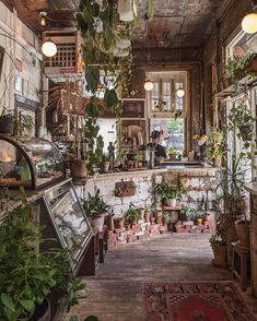 a room filled with lots of potted plants