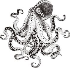 an ink drawing of an octopus with its tentacles curled around it's neck and head