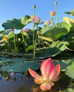 pink water lilies blooming in the pond