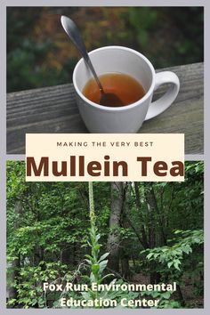 a cup of tea with the title making the very best mullein tea for fun environmental education center