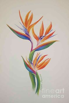 a drawing of a bird of paradise flower