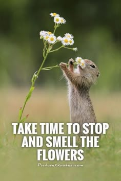 a small rodent standing on its hind legs and reaching up to a flower with the caption take time to stop and smell the flowers