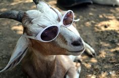 a goat wearing sunglasses and sitting on the ground