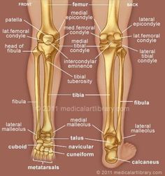 the bones of the foot and lower limb are labeled in this diagram, with labels on them