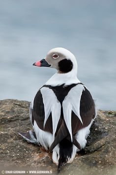 a white and black bird sitting on top of a rock