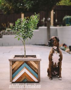 a dog sitting in front of a potted plant on the ground next to a wooden box