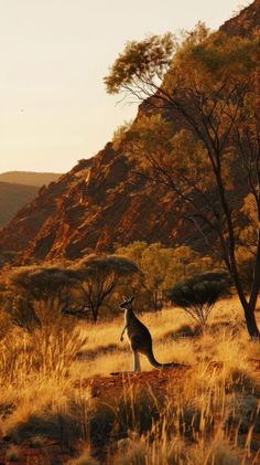 a kangaroo standing in the grass next to a tree with mountains in the back ground