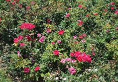 pink and red flowers in the middle of a field with green leaves on it's sides