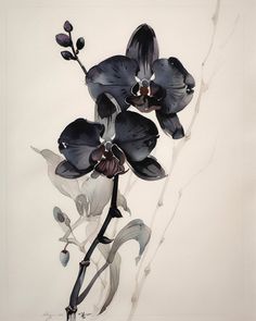 Black And White Art Inspiration, Poster Prints Black, Orchid Poster, Black Orchid Flower, Black Orchids, Black And White Wall Posters, Black Prints, Black White Poster, Orchid Watercolor