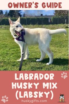 Labrador Husky Mix (Labsky): Owner’s Guide