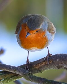 a small bird sitting on top of a tree branch