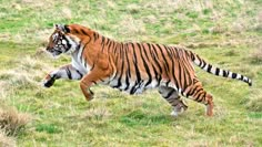 a large tiger running across a lush green field