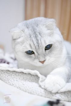 a gray and white cat laying on top of a bed next to a blanket with blue eyes