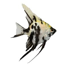 a black and white fish on a white background