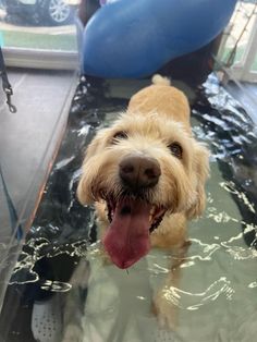 a dog is standing in the water with its tongue hanging out