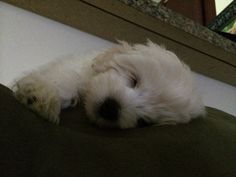 a small white dog laying on top of a green pillow next to a mirror and door