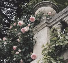 pink roses growing on the side of an old building with vines and leaves around it