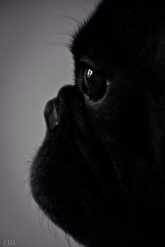 a black dog's face is shown in this black and white photo with the light coming through its eyes