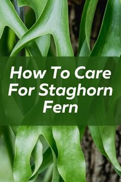 green leaves with the words how to care for staghorn fern in white text