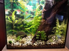 an aquarium with plants and rocks in it