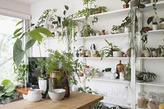 a white shelf filled with potted plants next to a window and a wooden floor