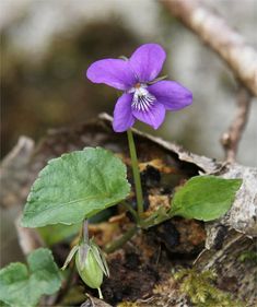 a purple flower is growing out of the ground