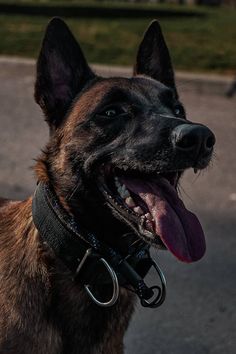 a close up of a dog with its mouth open and tongue hanging out on the street