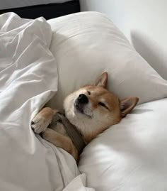 a dog is sleeping on a bed with white sheets