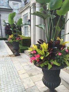 two large planters filled with tropical flowers on a sidewalk