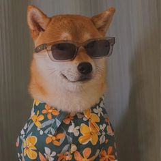 a dog wearing sunglasses and a shirt with flowers on it's collar, standing in front of a wall