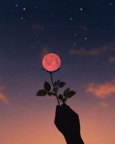 a hand holding a pink rose with the moon in the background