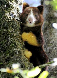 a brown and white animal climbing up the side of a tree trunk with its eyes wide open