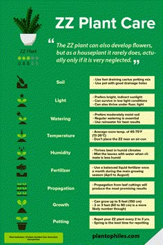 a green poster with plants in it and the words zz plant care written below